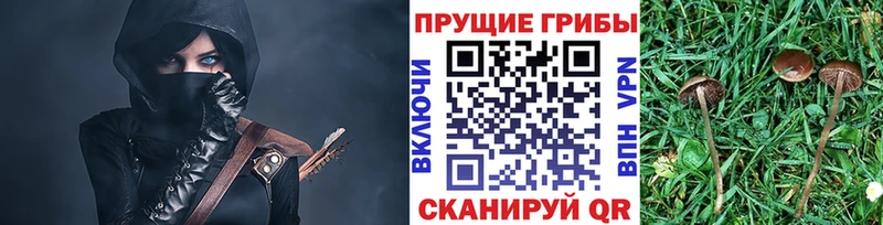 купить закладку  Ачхой-Мартан  Галлюциногенные грибы Psilocybe 